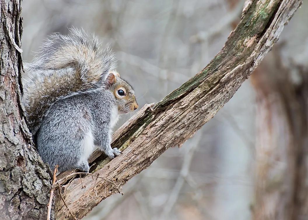 Eastern grey squirrel